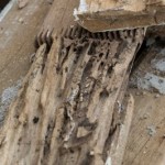 How to Know if Your House has Wood Destroying Pests