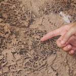 Are Termites Eating Your House?